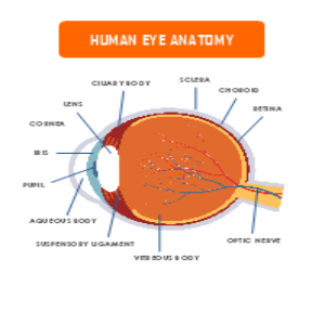 Human Eye Anatomy thumb